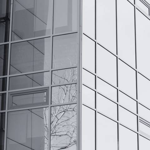 tree reflection