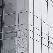 tree reflection